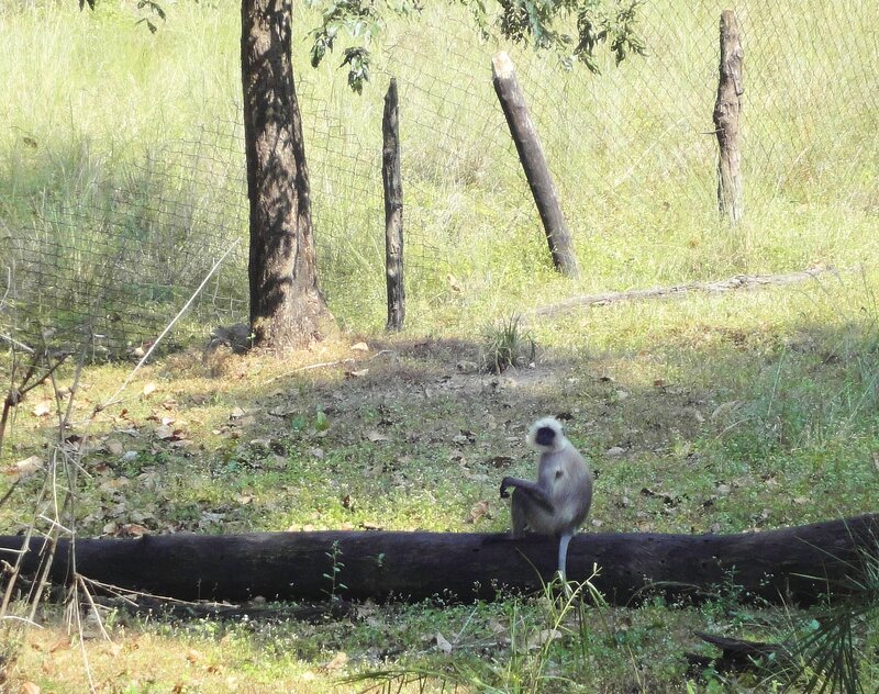 Monkey on a Log