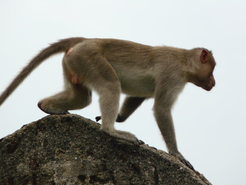 Monkey on a Rock