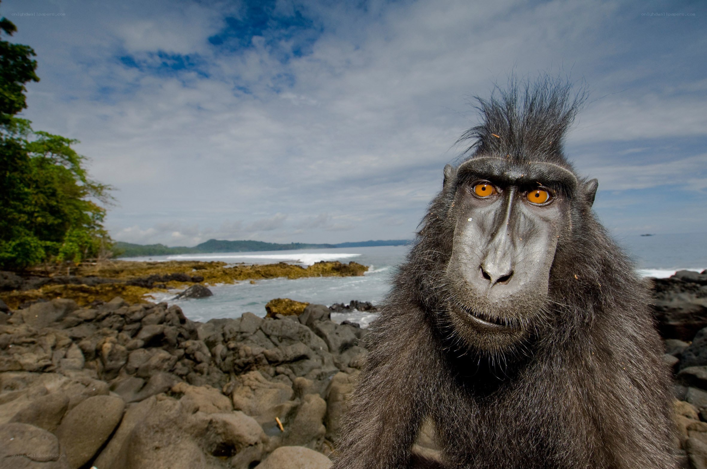Monkey on a rocky shore
