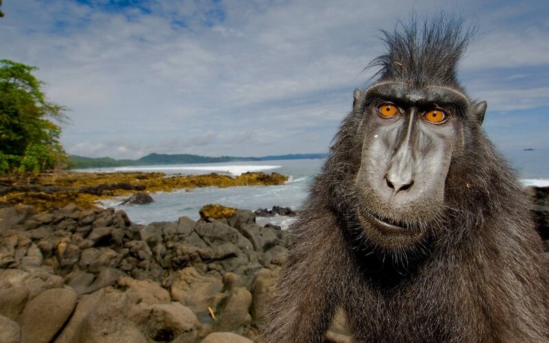 Monkey on a rocky shore