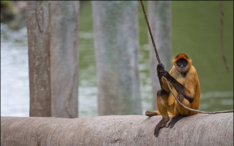 Monkey on a rope