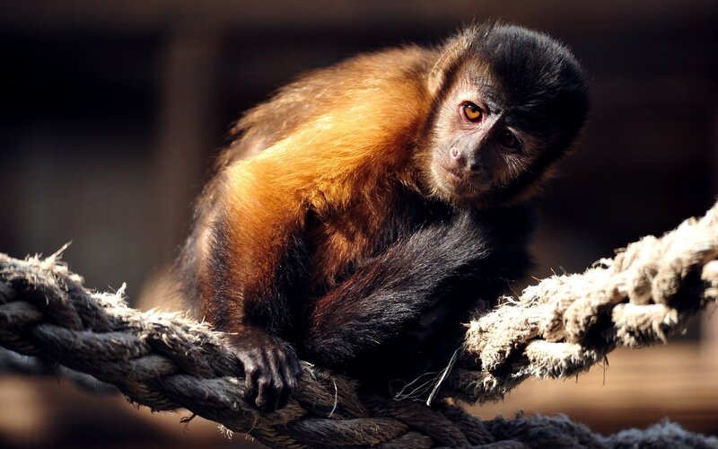 monkey on a rope