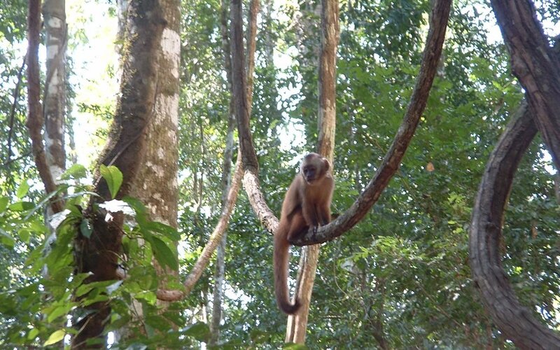 Monkey on a tree branch