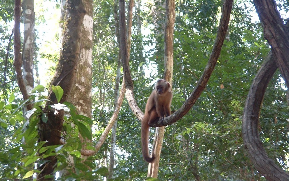 Monkey on a tree branch