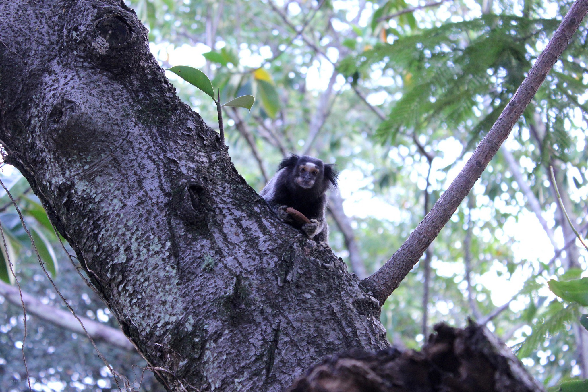 Monkey on a tree branch