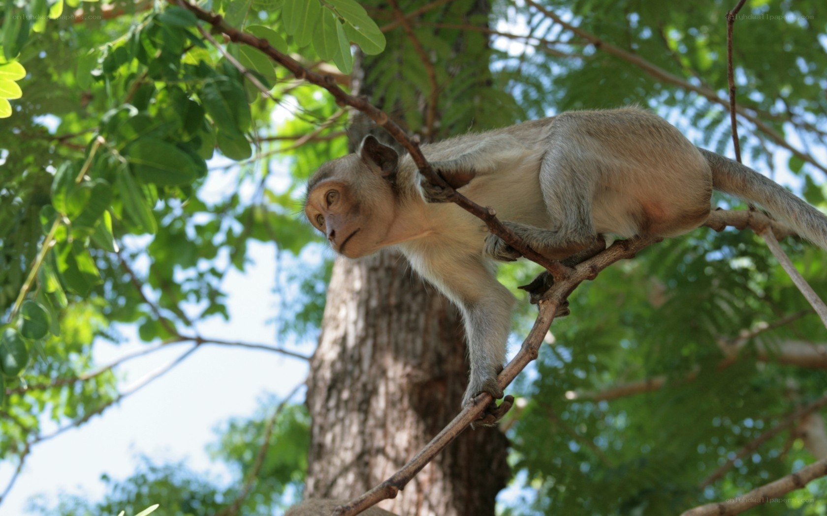 Monkey on a tree branch