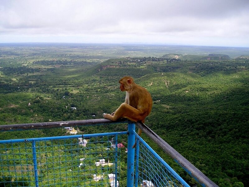 Monkey on a viewing platform