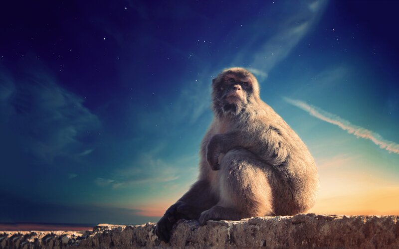Monkey on a Wall — Blue