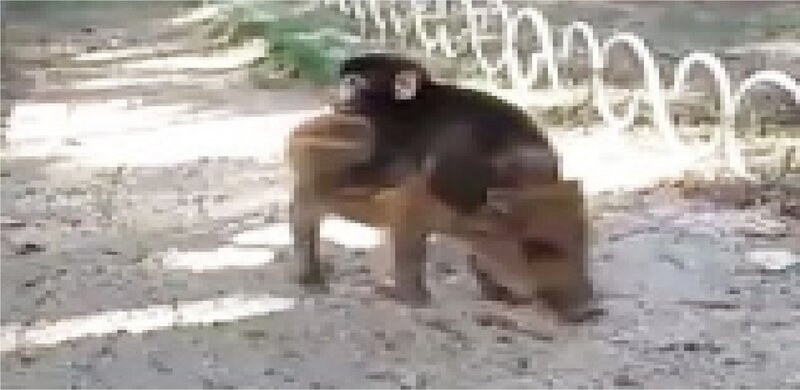 Monkey on Another Monkey