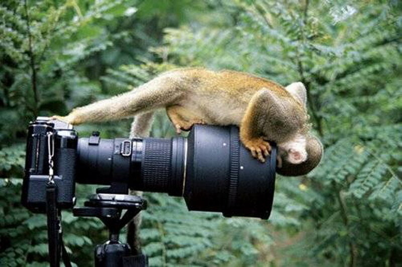 Monkey on Camera Lens — Green