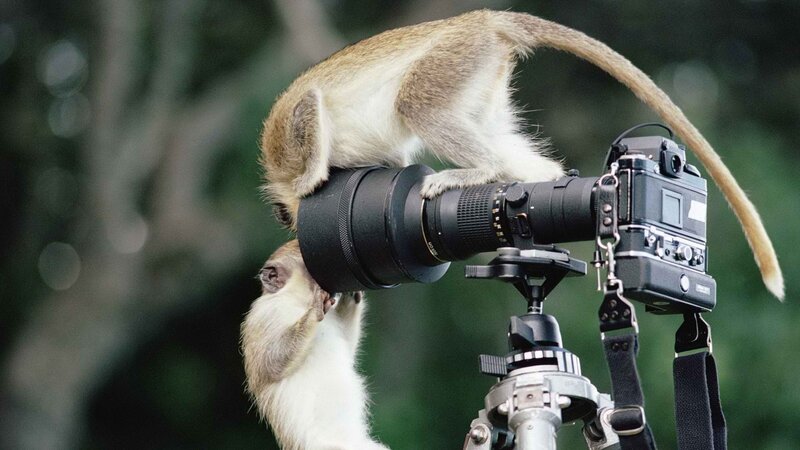 monkey on camera lens