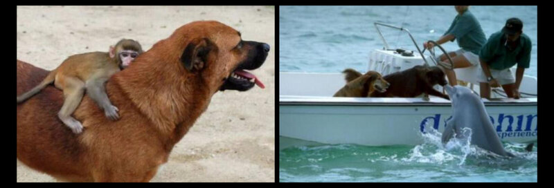 Monkey on Dog Back