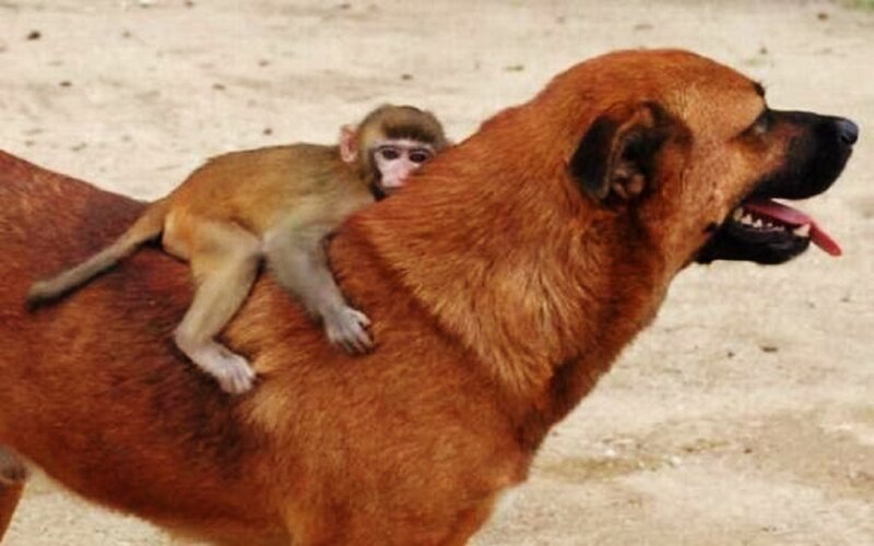 Monkey on Dog's Back