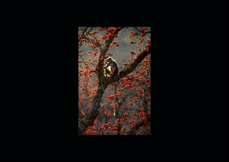 Monkey on Flowering Tree