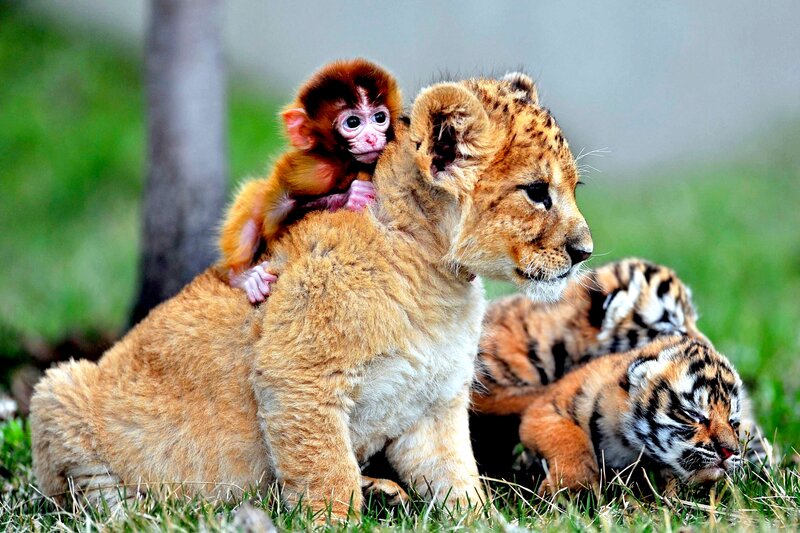 Monkey on Lion Cub