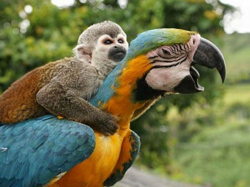 Monkey on Parrot