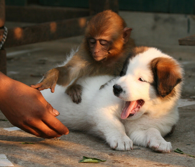 Monkey on puppy back
