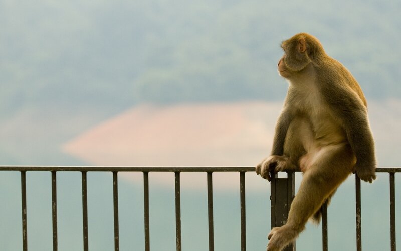Monkey on Railing — Brown