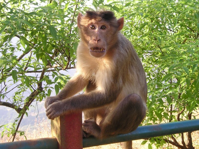 Monkey on Railing — Green