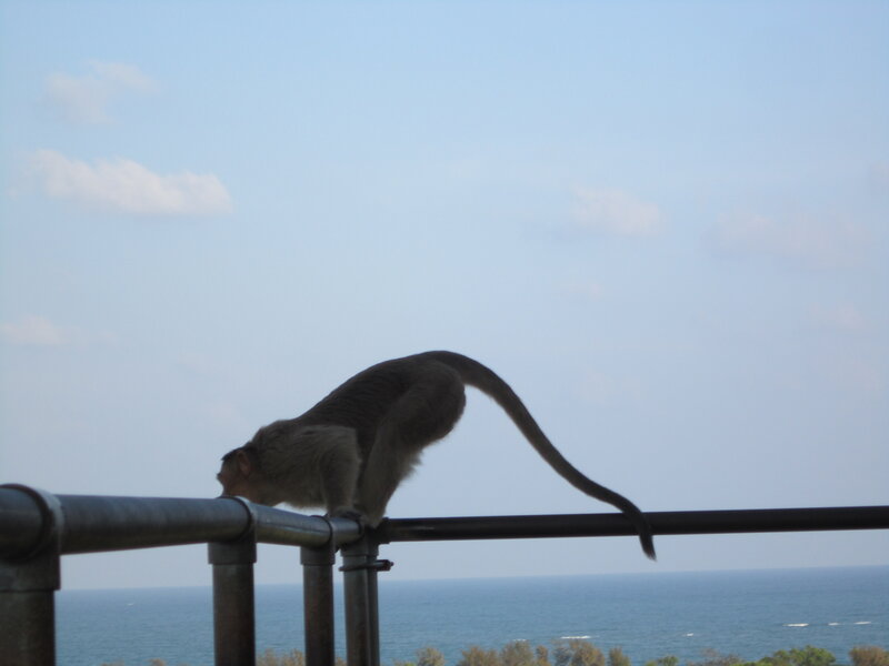 Monkey on Railing