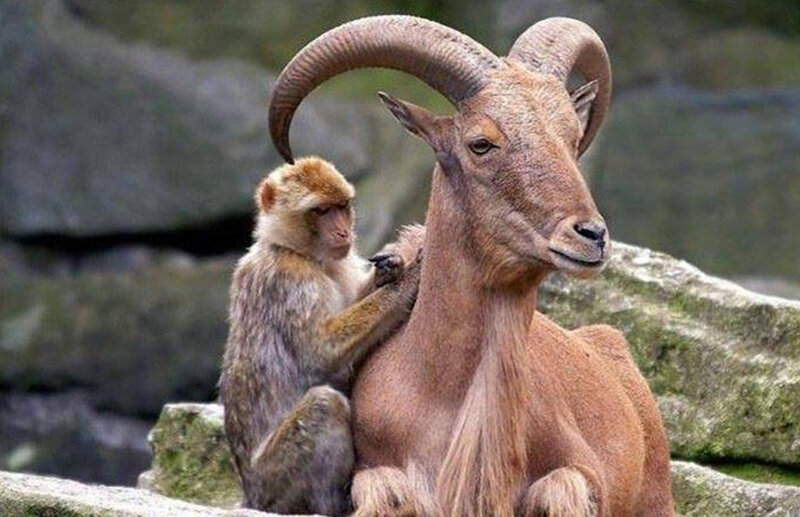 Monkey on Ram