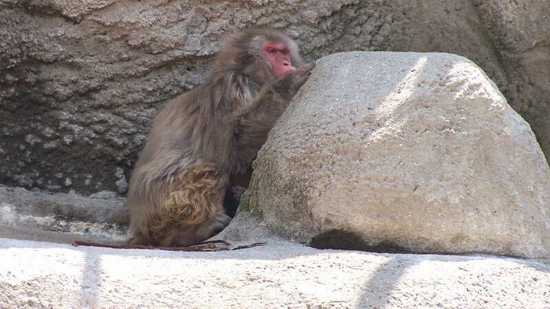 Monkey on Rock