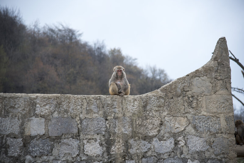Monkey on Stone Wall