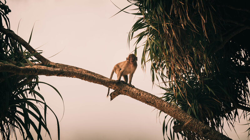 Monkey on Tree Branch — Brown