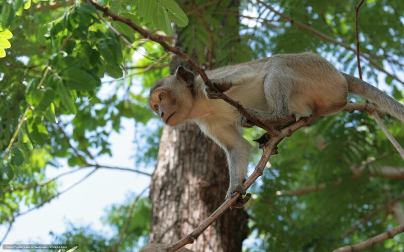 Monkey on Tree Branch