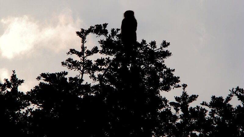 Monkey on Tree
