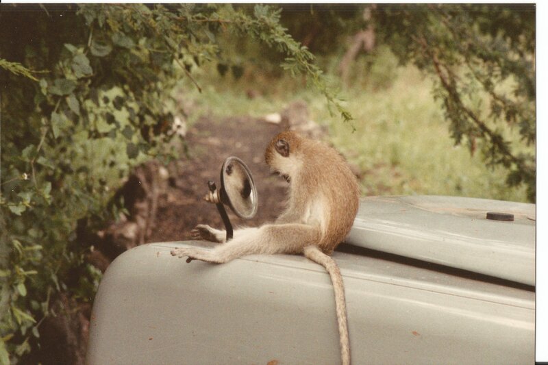Monkey on Vehicle