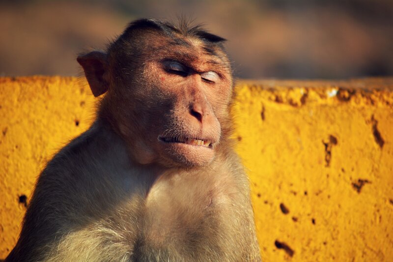 Monkey on Yellow Wall