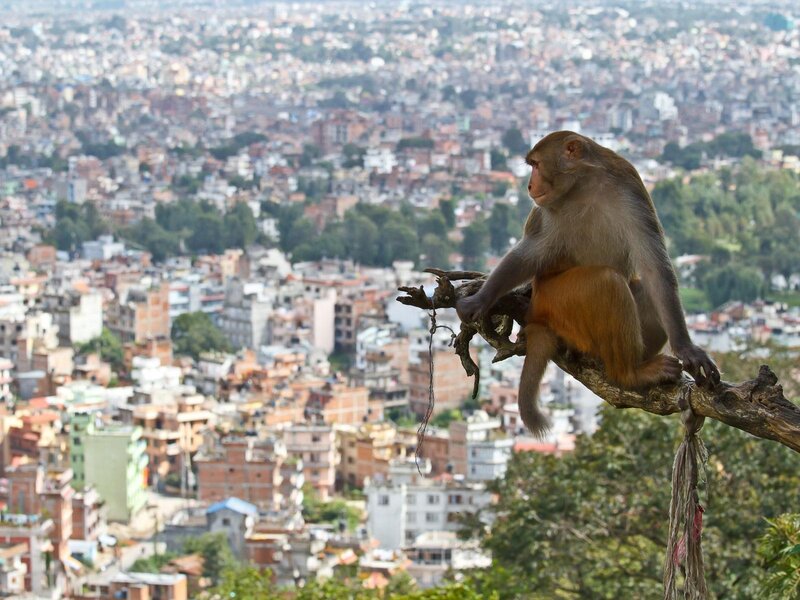 Monkey overlooking city