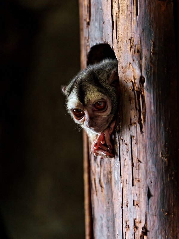 Monkey peeking from a hole