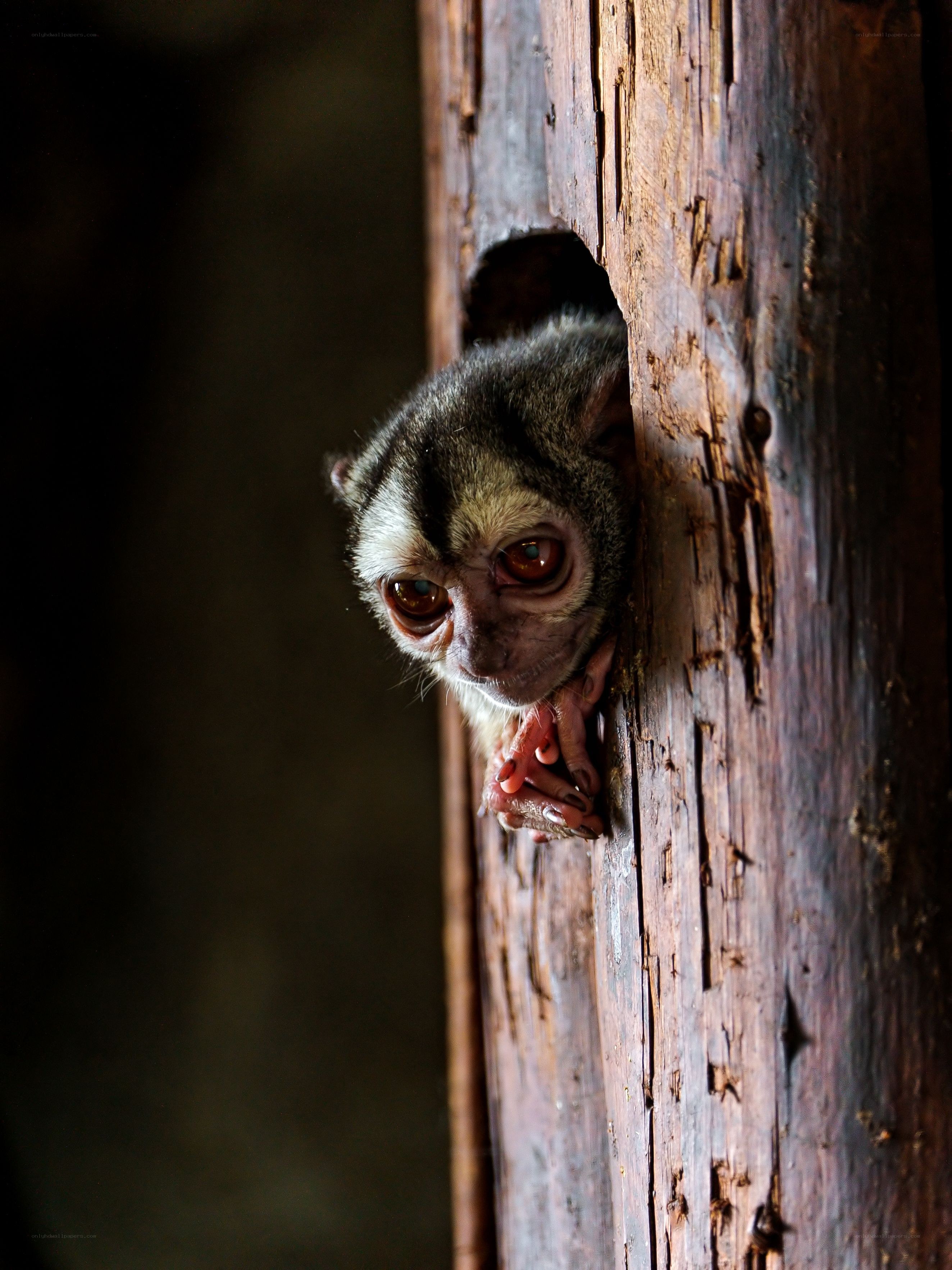 Monkey peeking from a hole