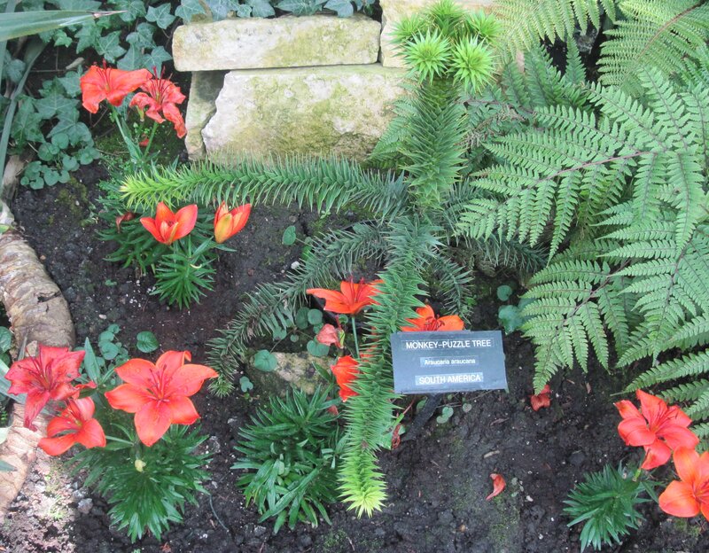 Monkey-puzzle Tree Plant