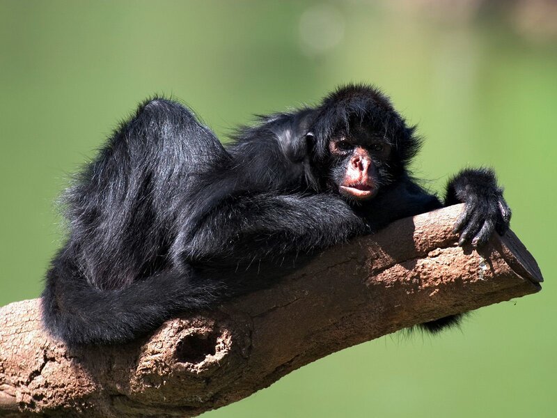 Monkey resting on a branch