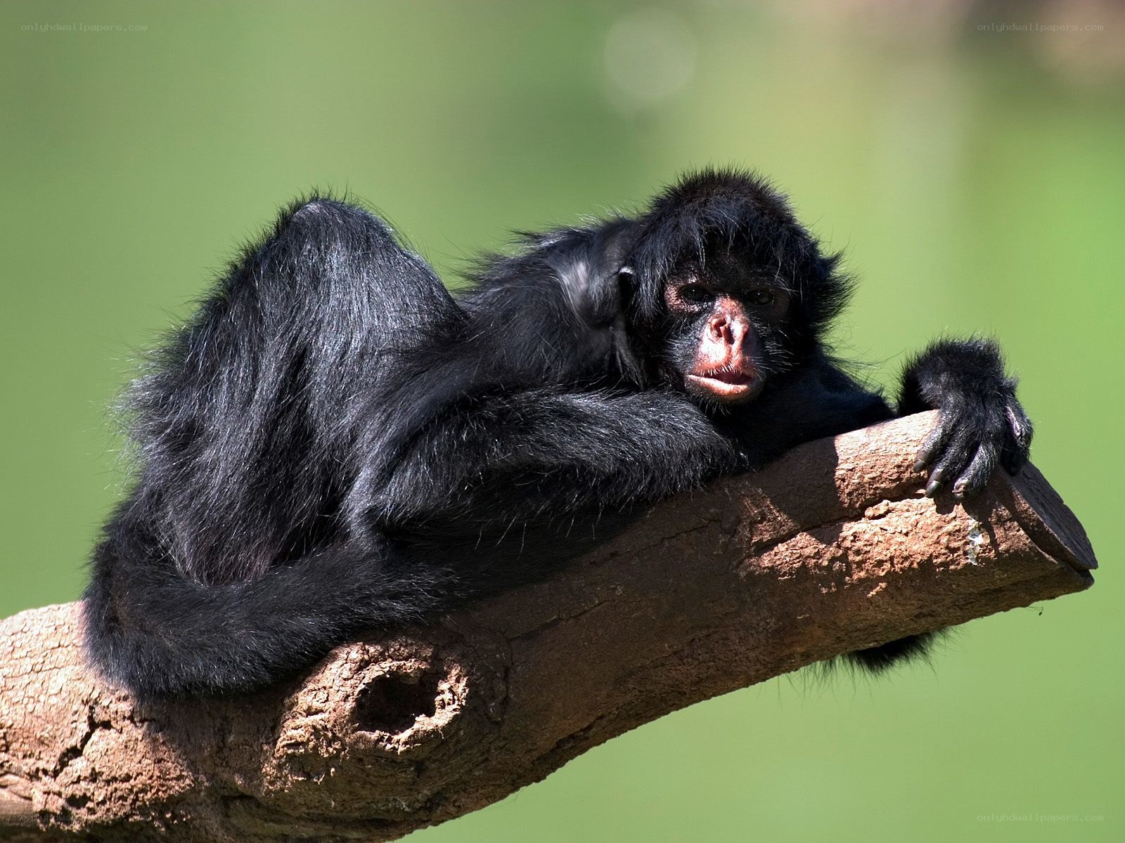 Monkey resting on a branch