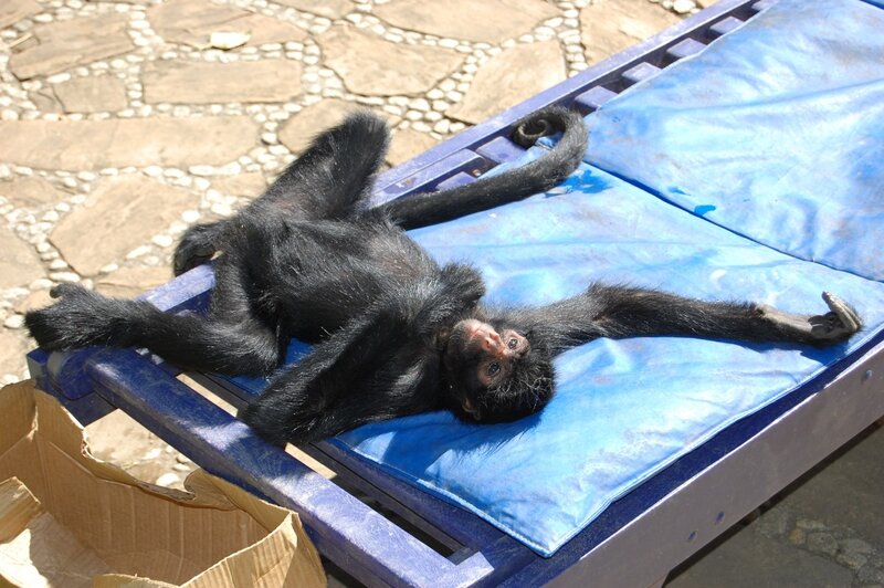 Monkey resting on a lounge chair