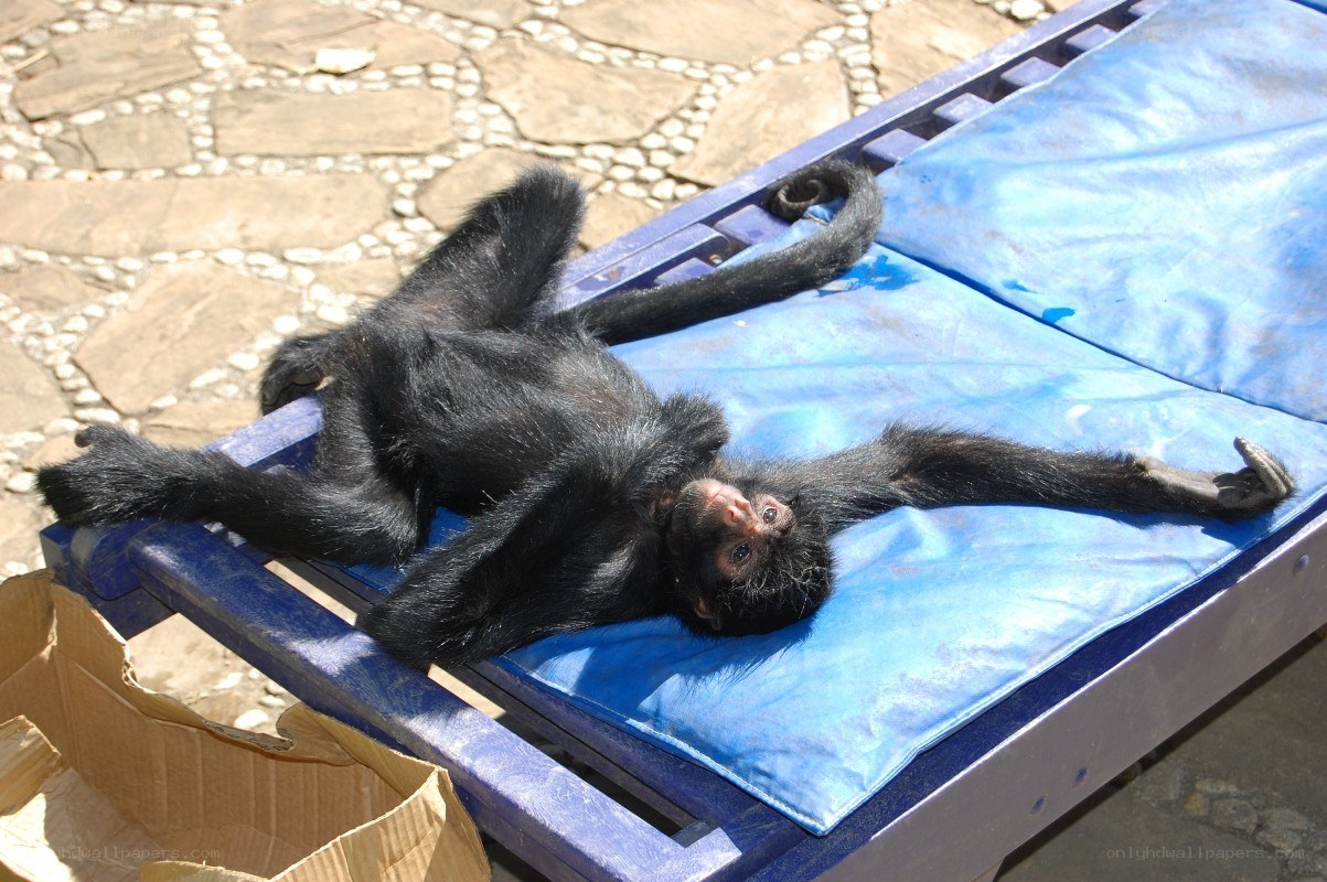 Monkey resting on a lounge chair