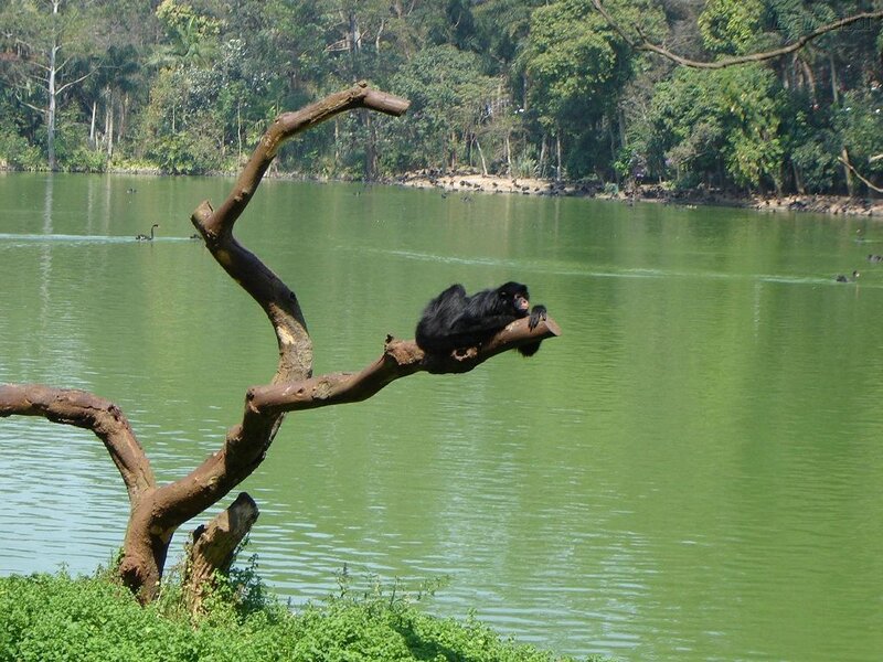 Monkey resting on a tree branch