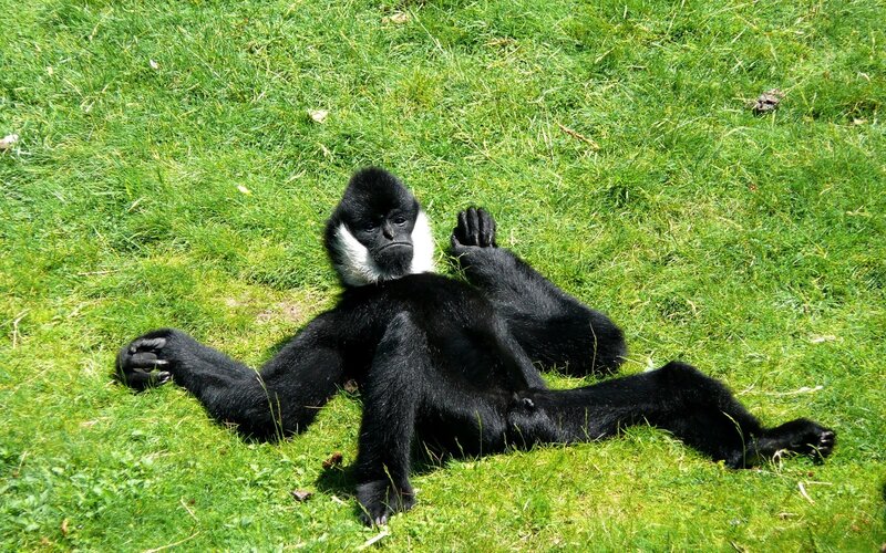 Monkey resting on grass