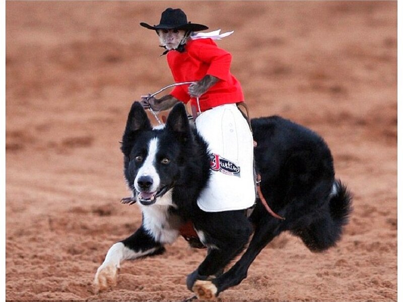 monkey riding a dog