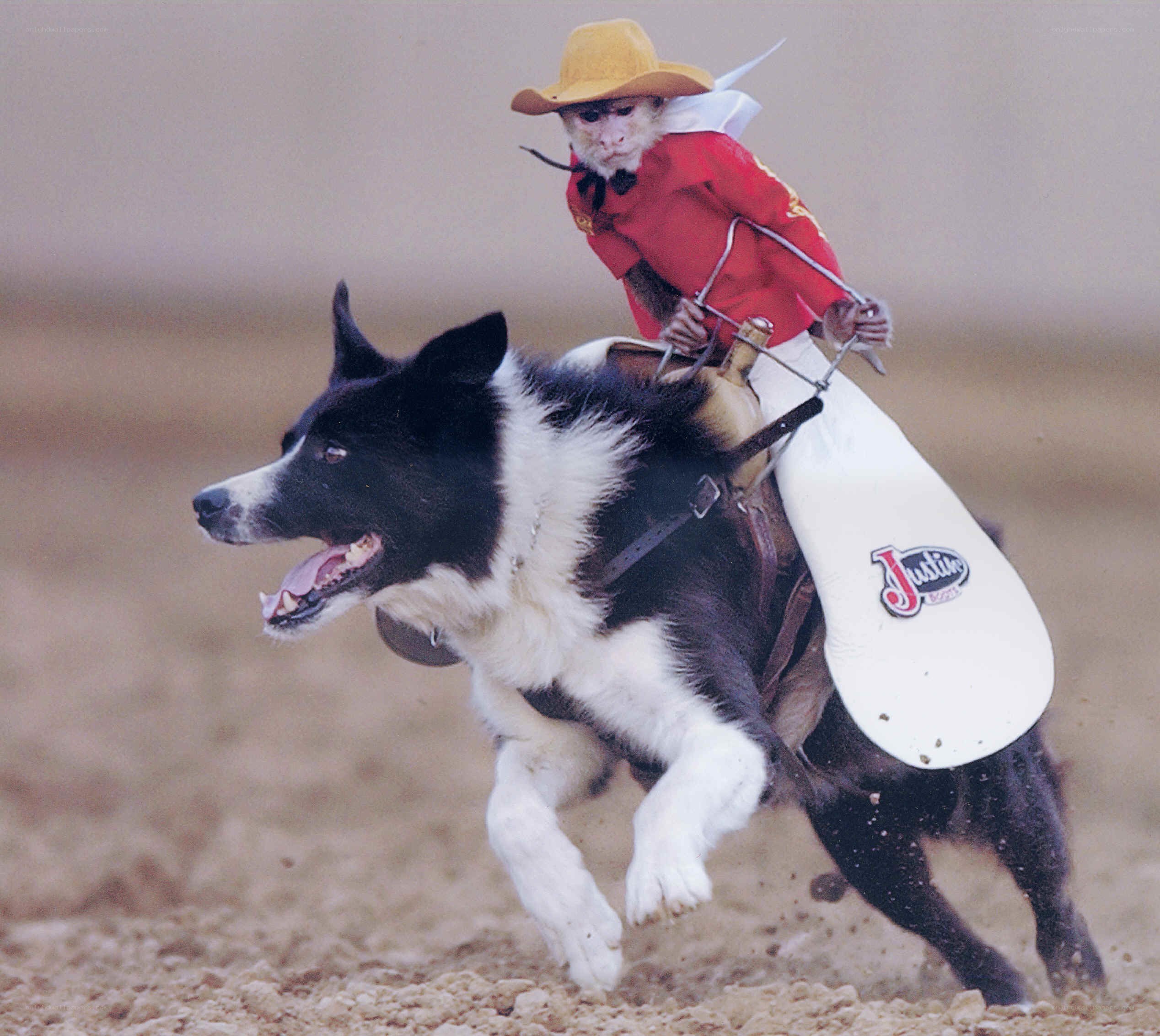 monkey riding dog in rodeo