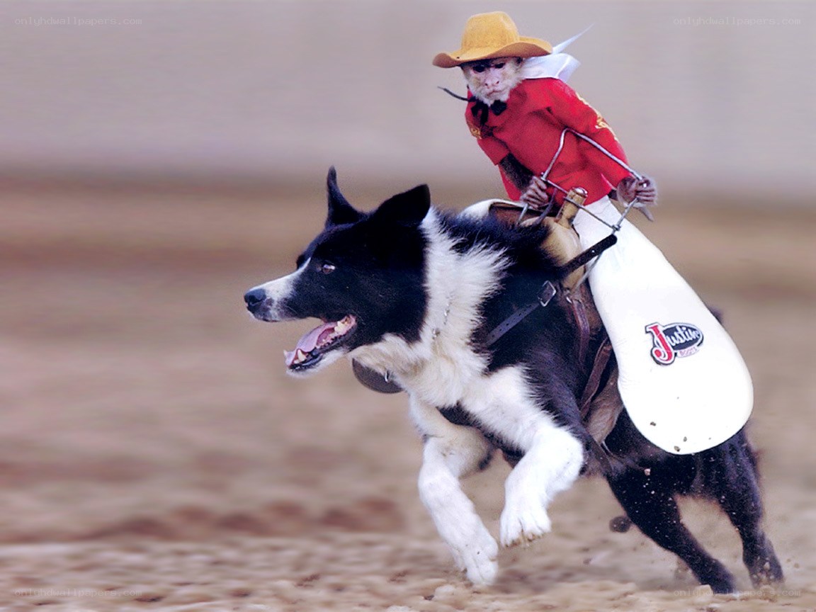 monkey riding dog in rodeo