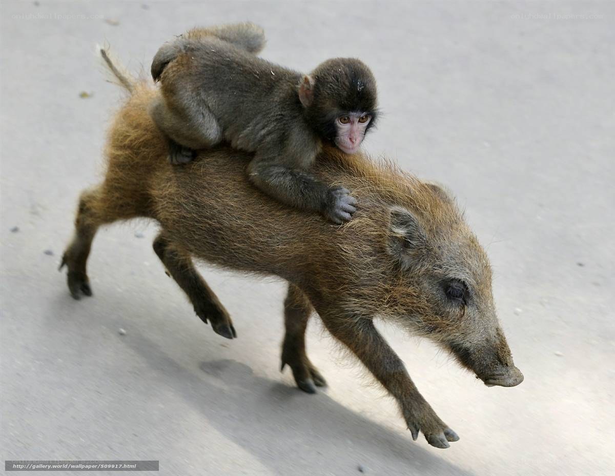 monkey riding pig