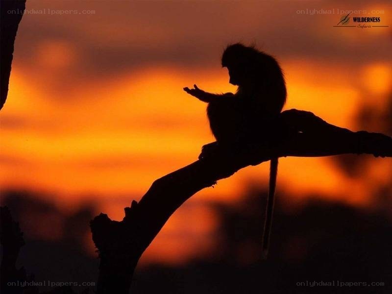 Monkey silhouette at sunset
