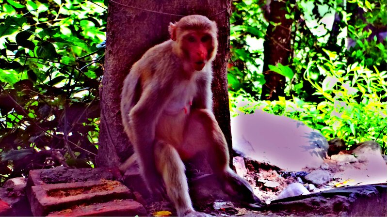 Monkey Sitting by Tree