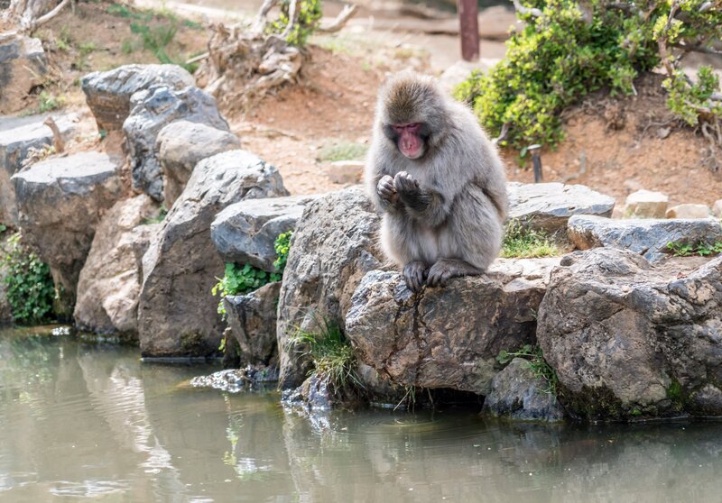 Monkey sitting by water