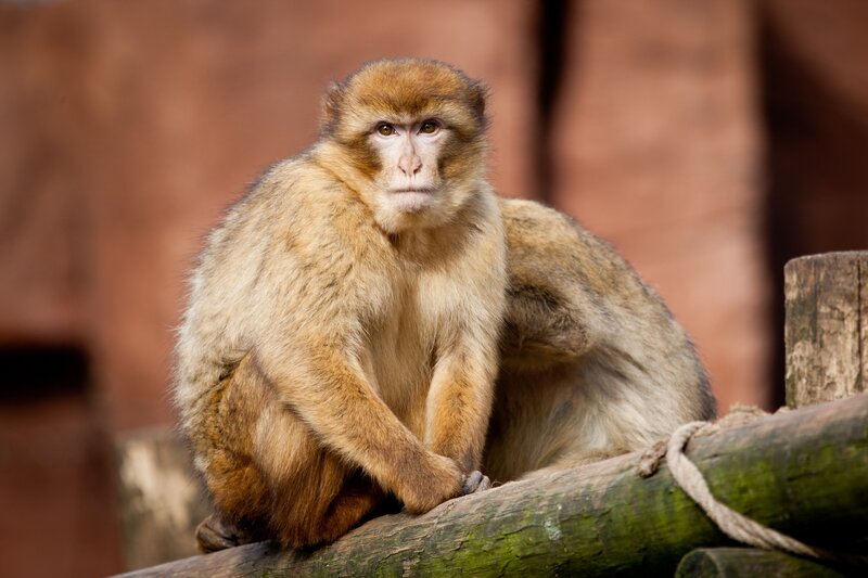 Monkey sitting on a log